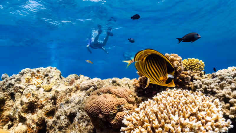 As global warming threatens corals, scientists search for reefs that can take the heat