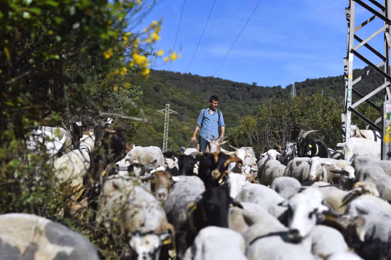 Europe turns to goats to prevent wildfires