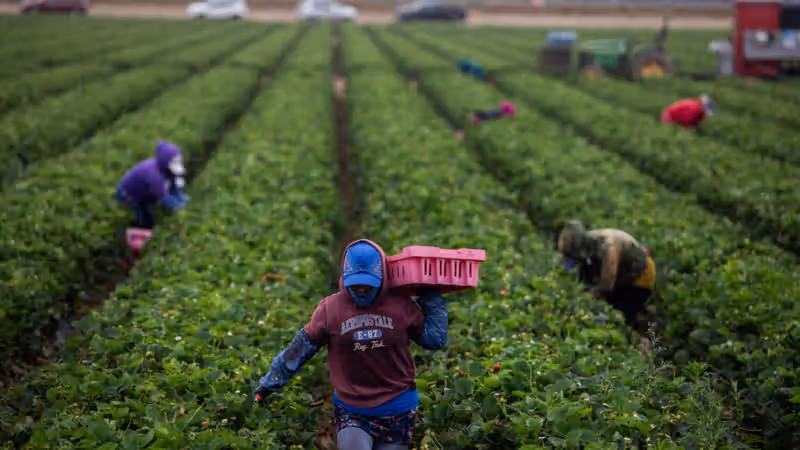 As temperatures get hotter, pesticides are more dangerous to farmworkers