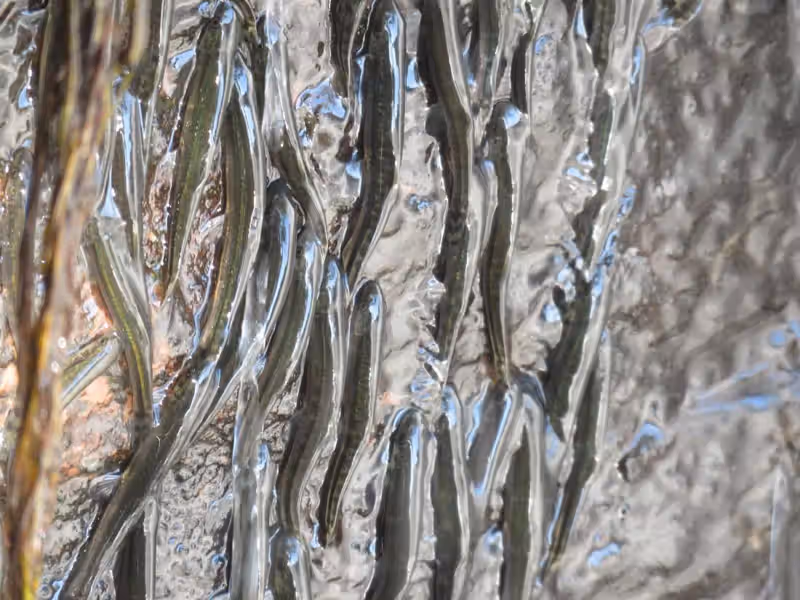 These Tiny Fish Can Climb Steep Rock Walls