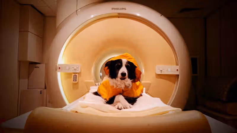 Dogs can tell if you're scared or sad