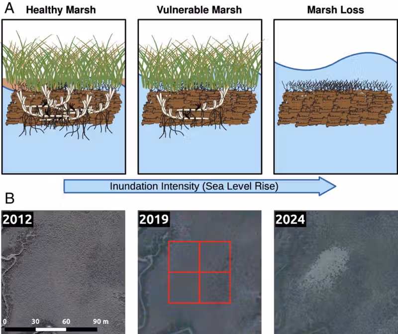Coffee Break: HIV Therapy, HPV Vaccine, Data Centers, Ecological Collapse, and Wendell Berry