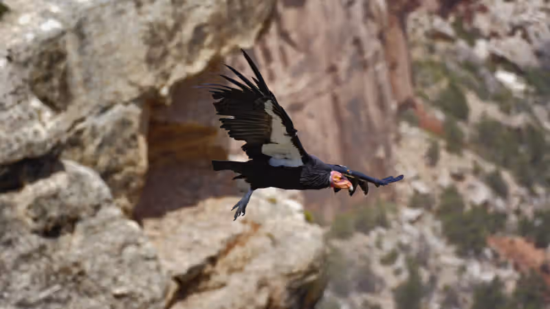 New effort will get genome sequences for entire Endangered Species list