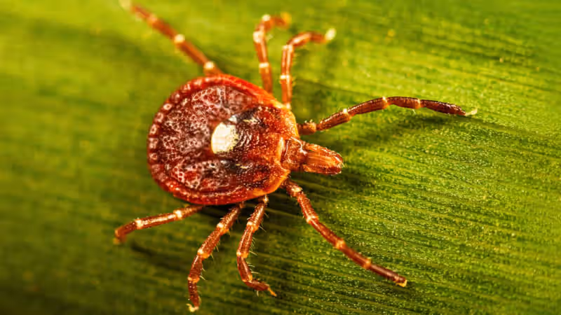 Surprisingly large number of people may have marker for tick-linked meat allergy