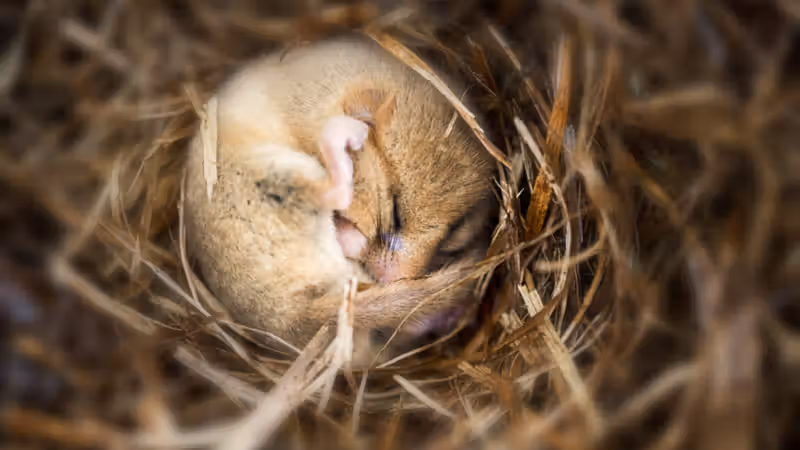 Putting mice into hibernation causes a major loss of synapses