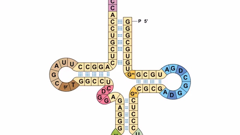 Researchers get two genetic codes to work at the same time
