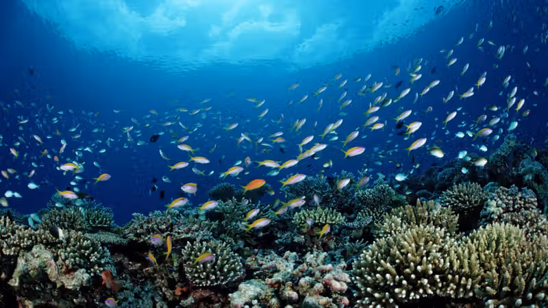 NOAA is putting commercial fishing ahead of conservation