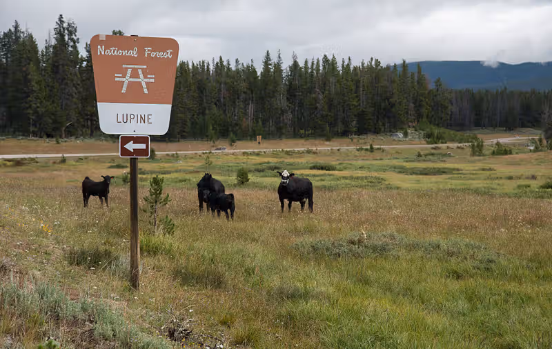 Overhaul of public lands grazing regulations seeks to cut public involvement
