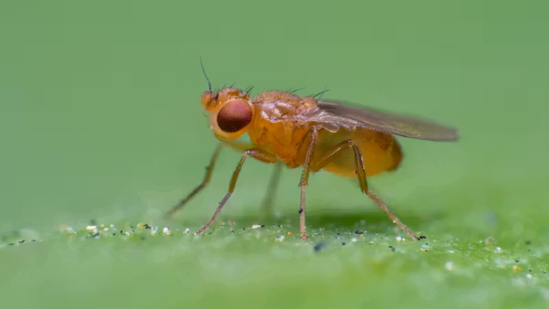 How fruit flies chase invisible ribbons of smell to get to their source