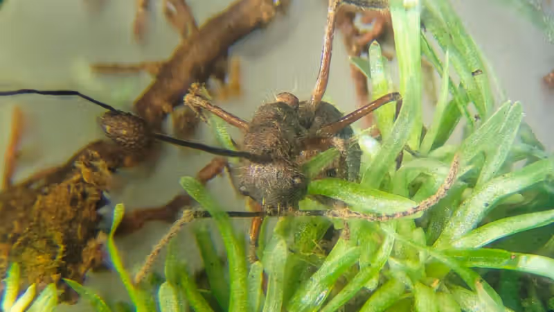 Parasitic zombie-ant fungus thrives in mosses, too
