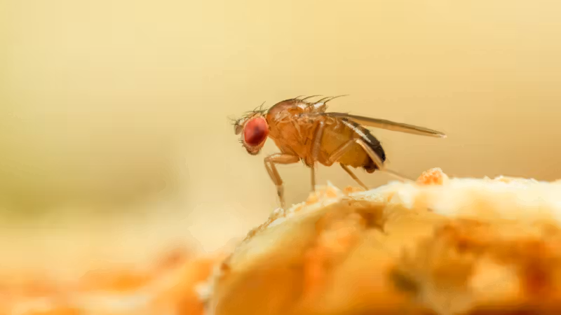 Just like a fruit fly, a new algorithm never forgets old scents