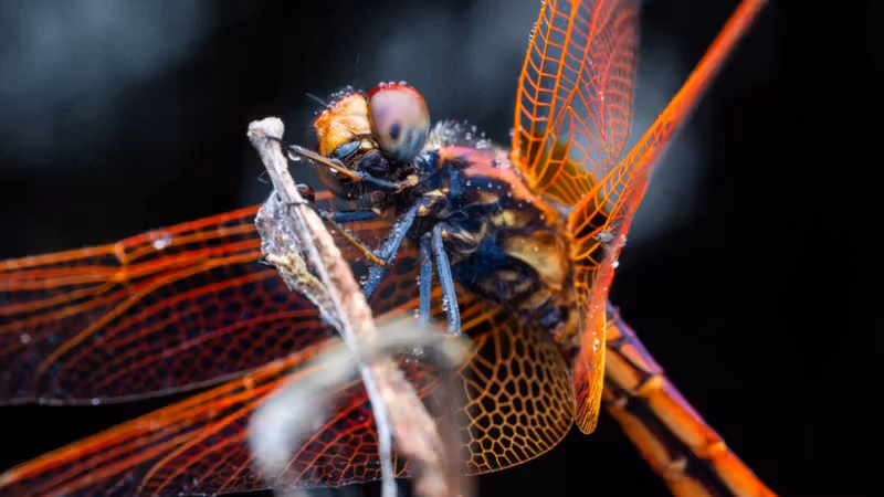 Dragonflies maneuver like fighter pilots