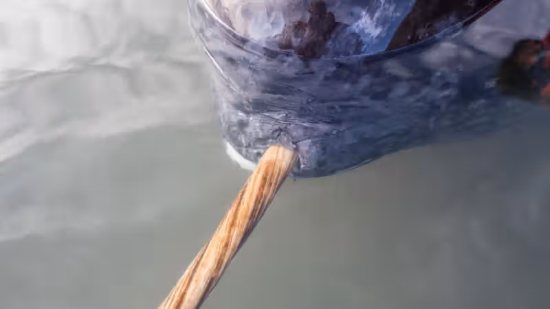 X-rays add new twist to narwhal's spiral tusk