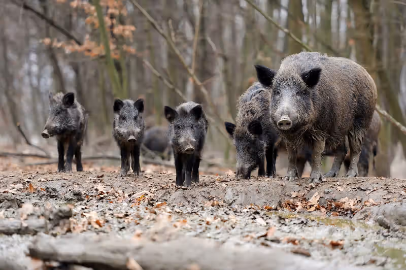 Controlling Feral Hogs Can Work