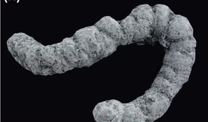 Did poop enable the evolution of complex animals?